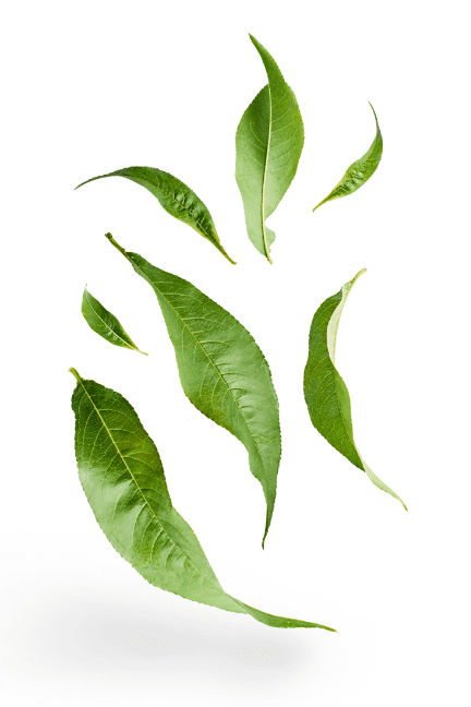Visuel montrant des feuilles de thé en lévitation