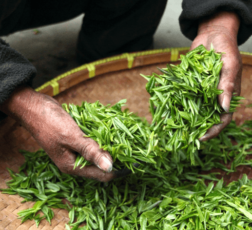 Plan sur les mains d'une personne tenant des feuilles de thé dans un panier en osier